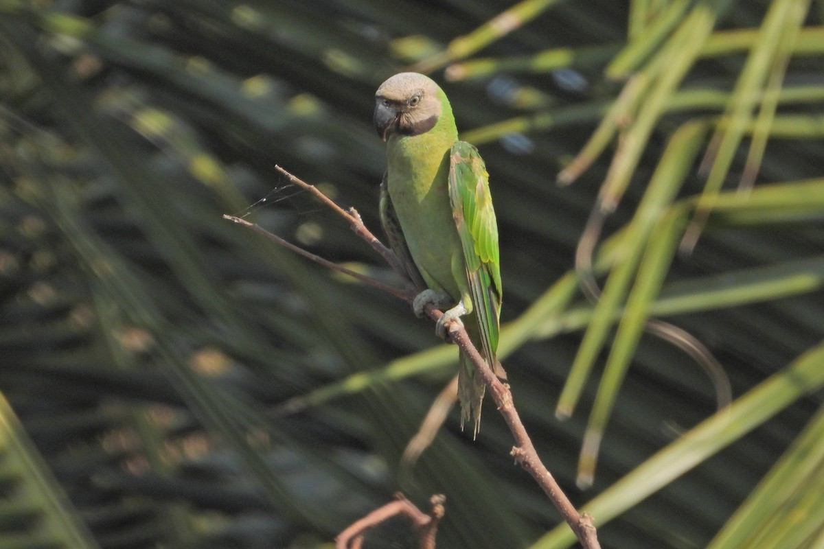 Long-tailed Parakeet - ML619627743