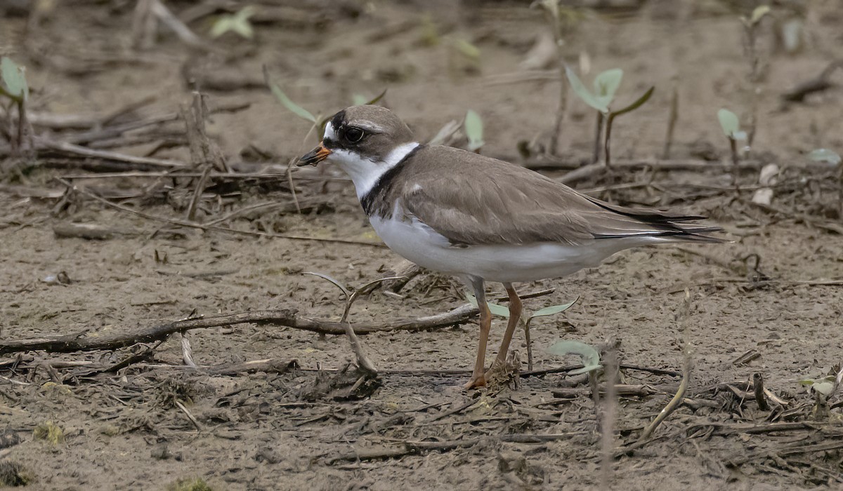 Semipalmated Plover - ML619627746