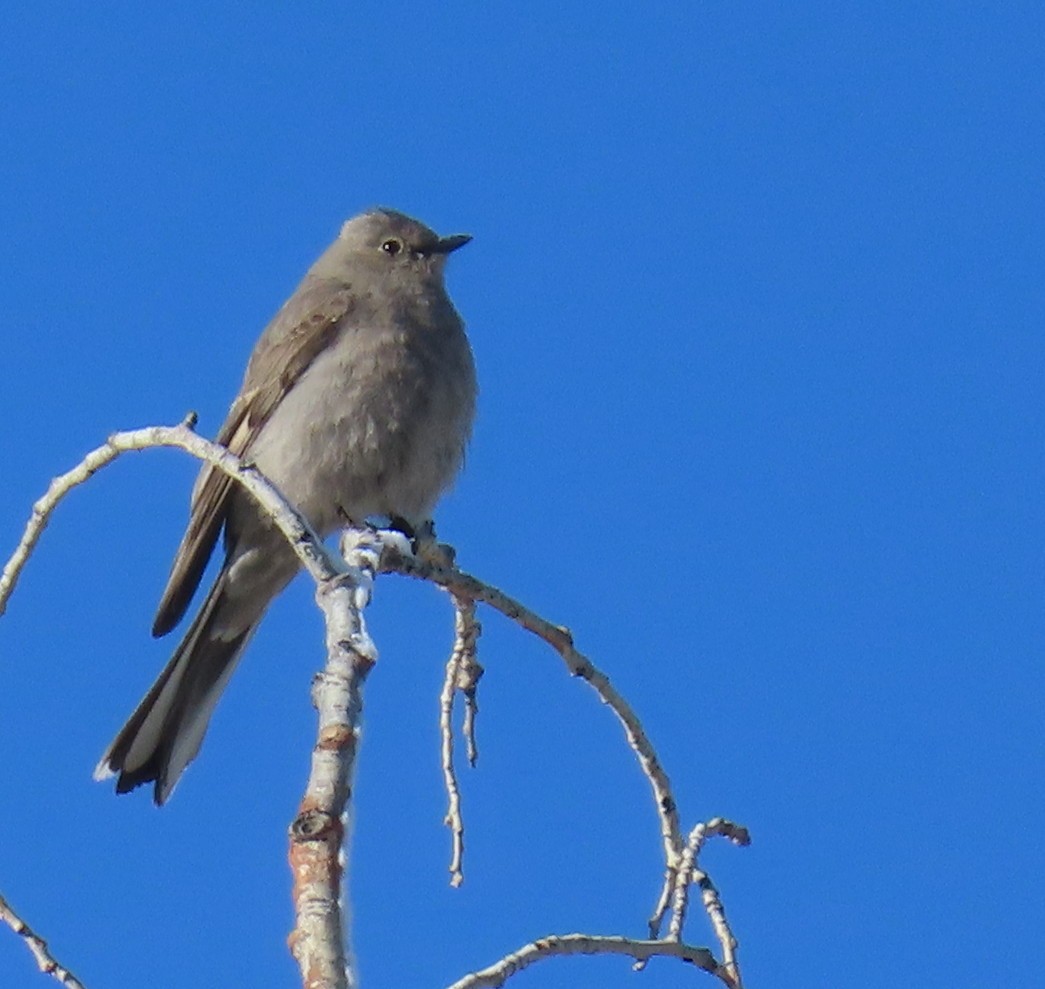 Townsend's Solitaire - ML619627808
