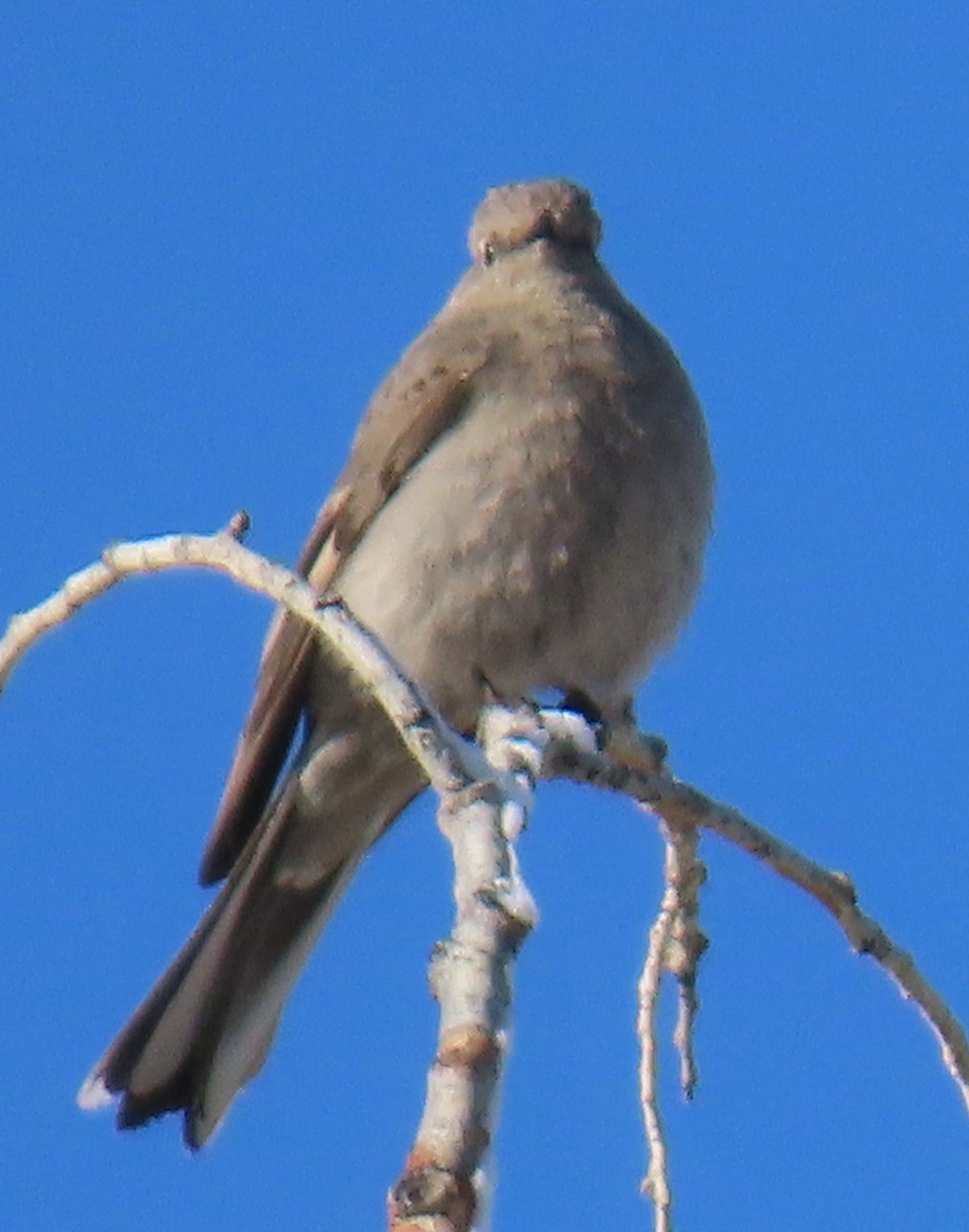 Townsend's Solitaire - ML619627821