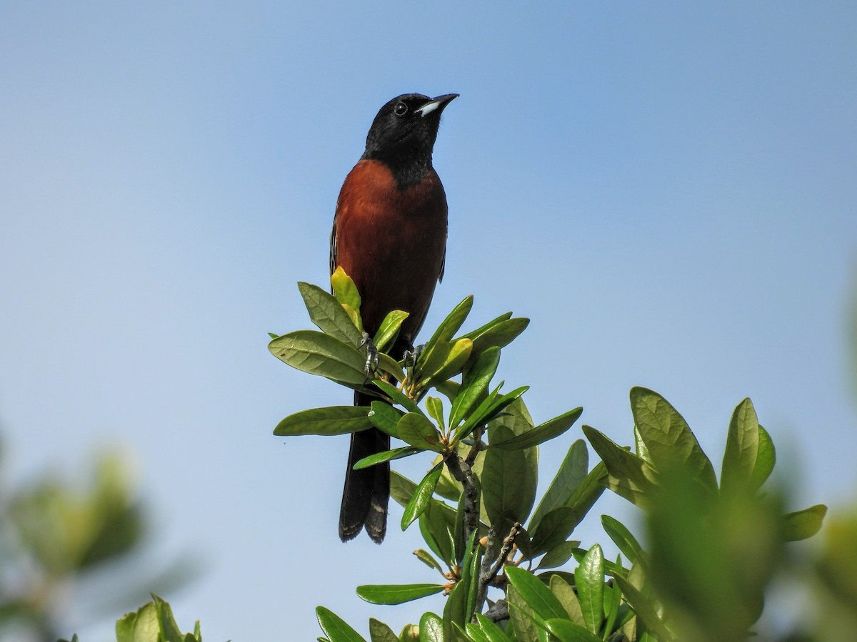 Orchard Oriole - ML619627829
