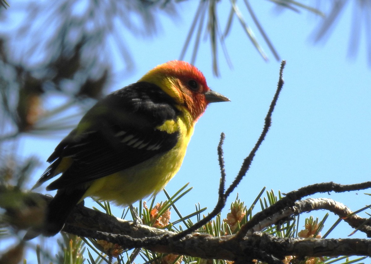 Western Tanager - ML619627830