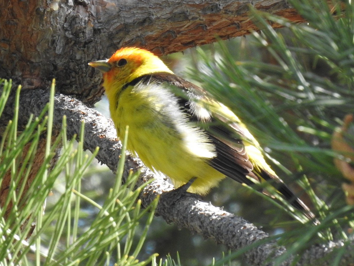 Western Tanager - ML619627831