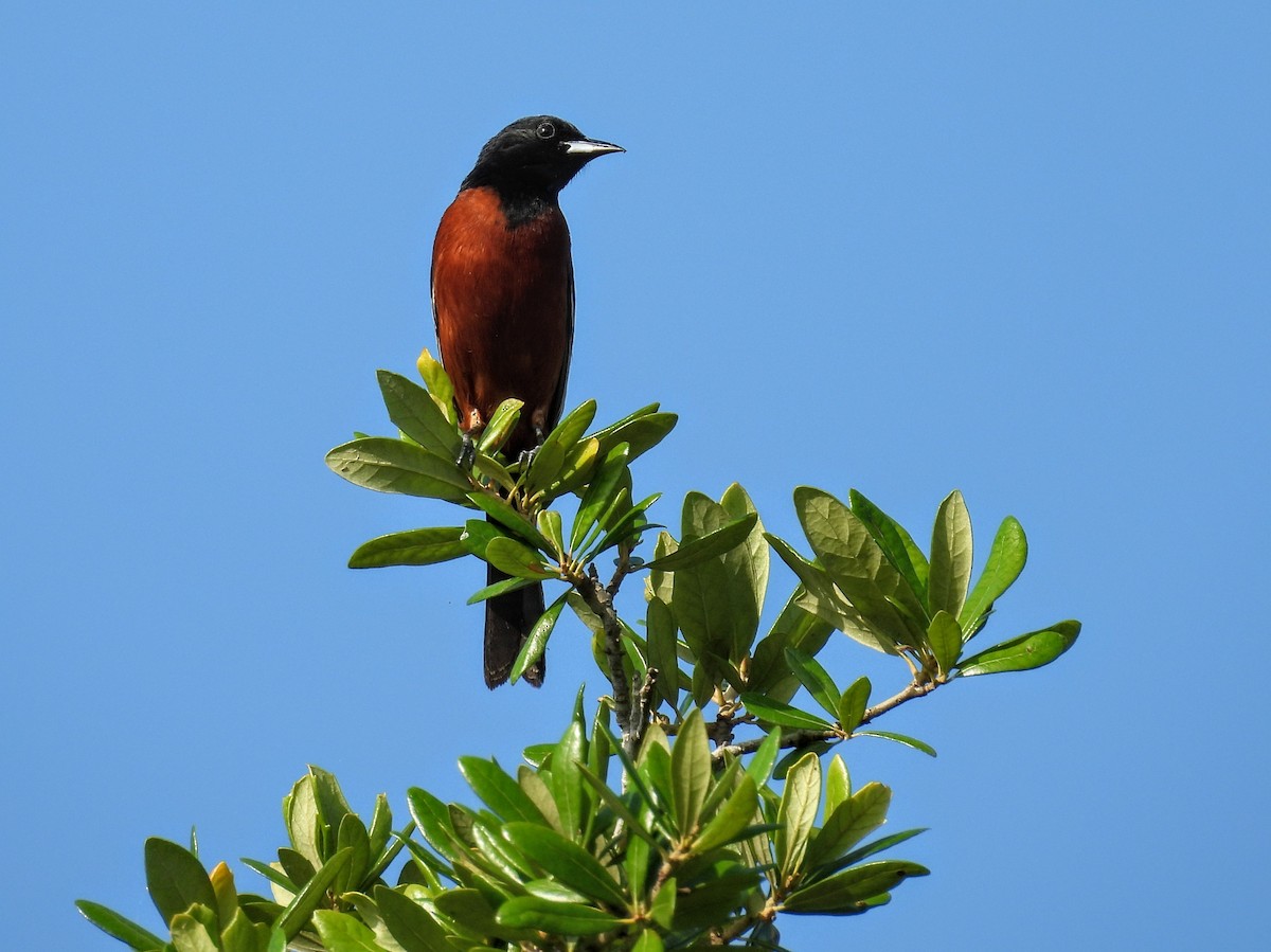 Orchard Oriole - ML619627854