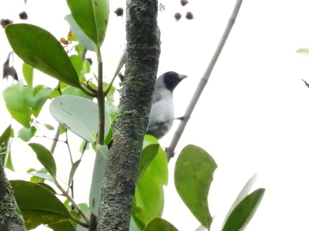 Black-faced Tanager - ML619627885