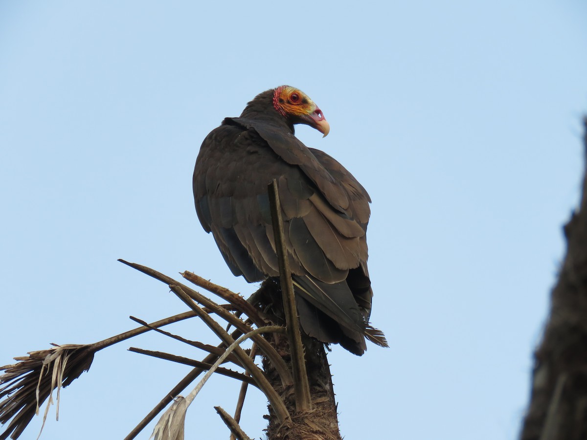 Lesser Yellow-headed Vulture - ML619627903