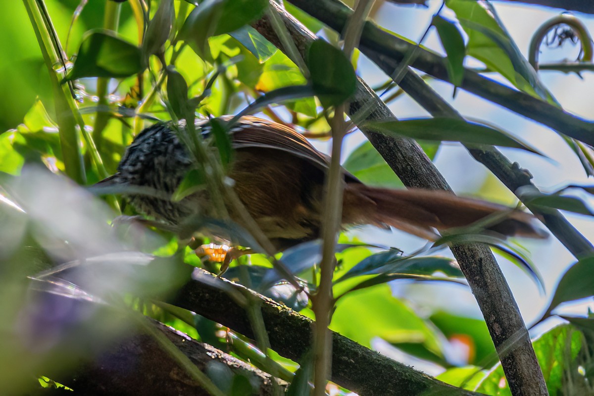 Rufous-tailed Antbird - ML619627951