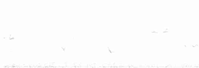 Blyth's Reed Warbler - ML619627961