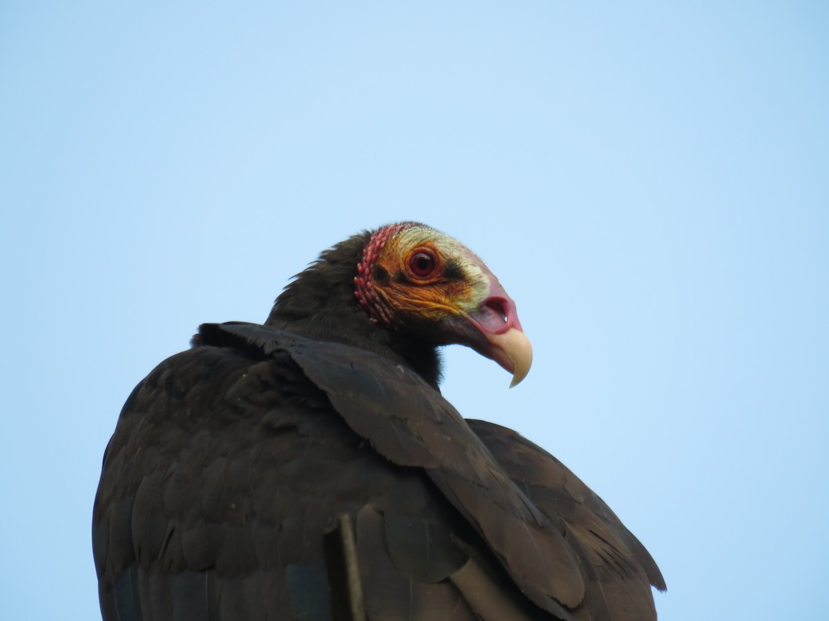 Lesser Yellow-headed Vulture - ML619627980