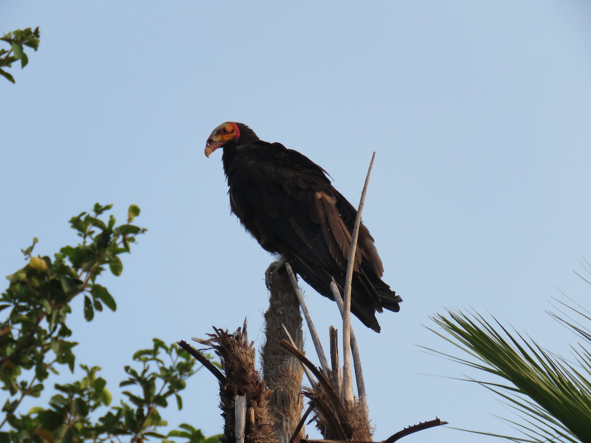 Lesser Yellow-headed Vulture - ML619628018
