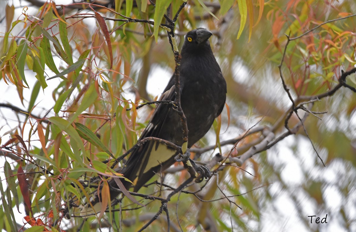 Pied Currawong - ML619628026