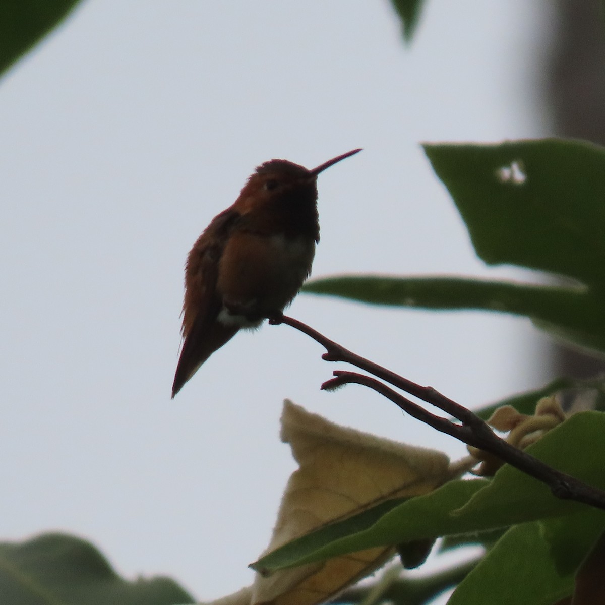 Allen's Hummingbird - ML619628058
