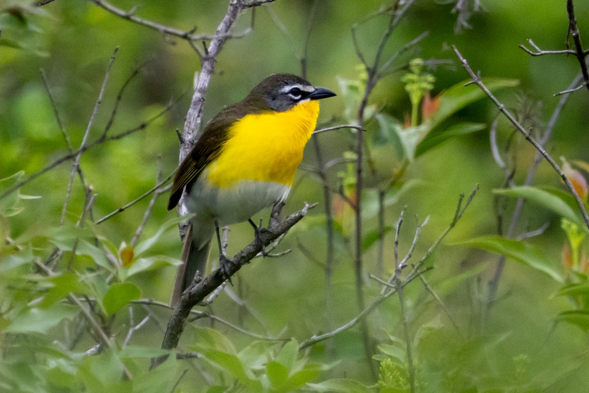 Yellow-breasted Chat - ML619628102