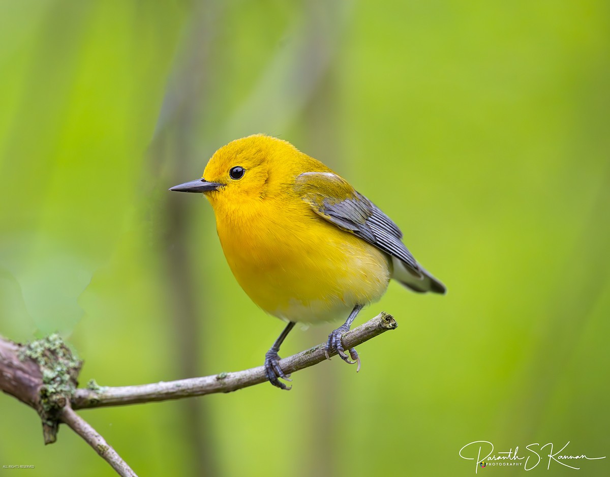 Prothonotary Warbler - ML619628135