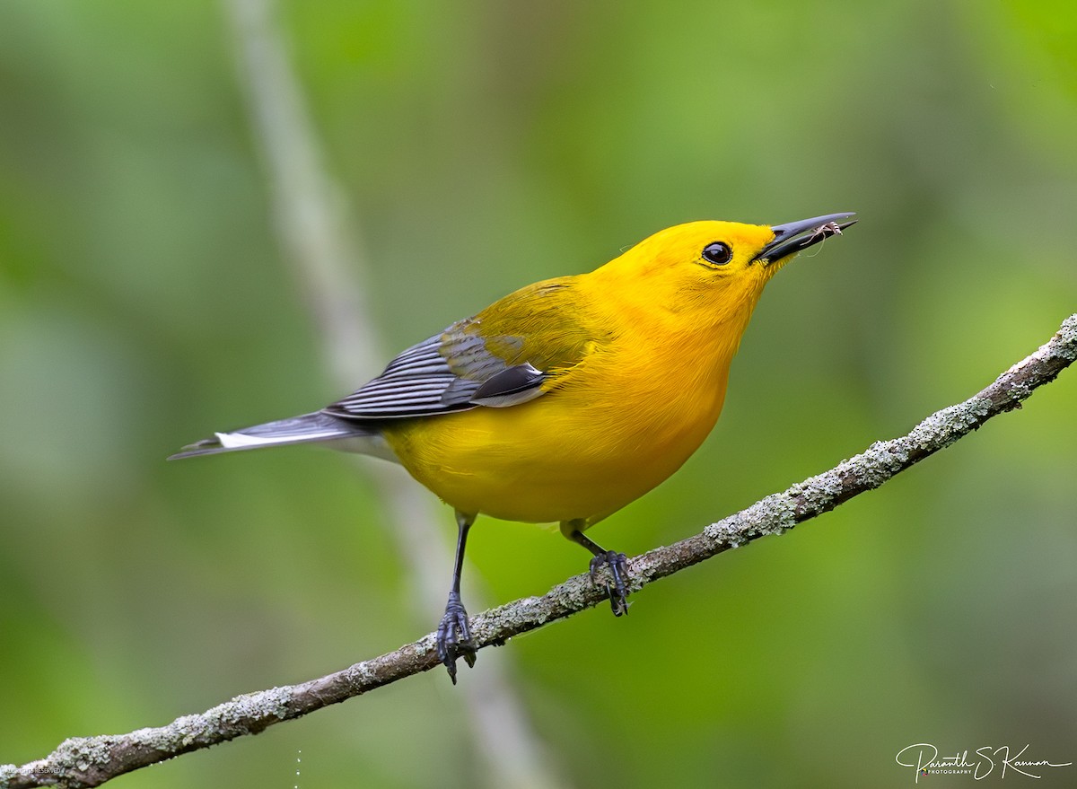 Prothonotary Warbler - ML619628136