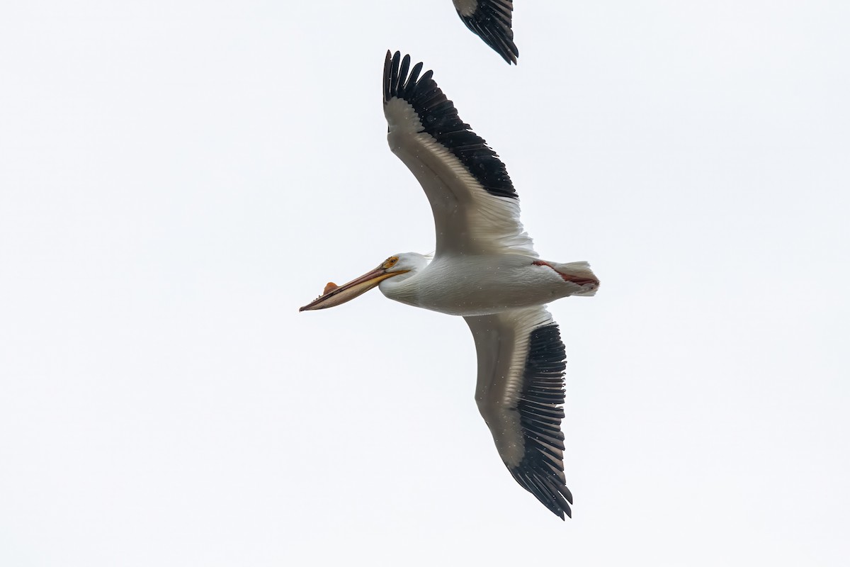 American White Pelican - ML619628156
