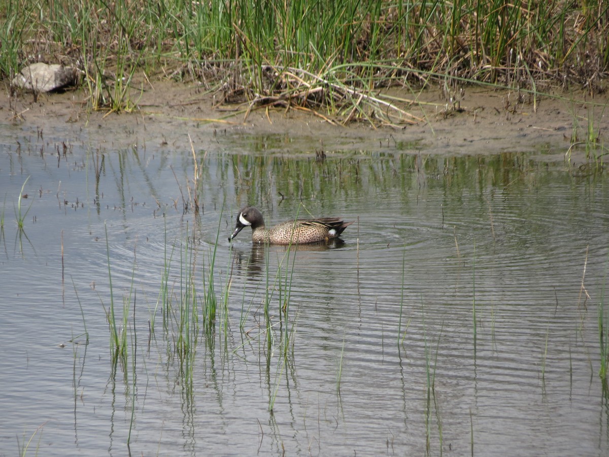 Blue-winged Teal - ML619628171