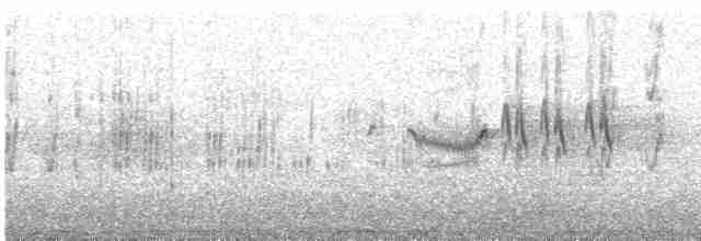 Ластівка міська (підвид urbicum/meridionale) - ML619628194