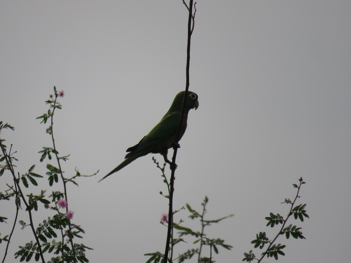 Olive-throated Parakeet - ML619628345