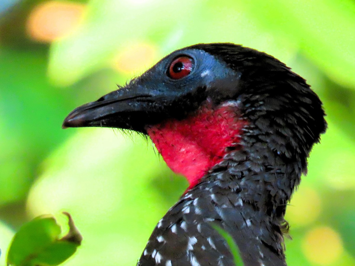 Crested Guan - ML619628346