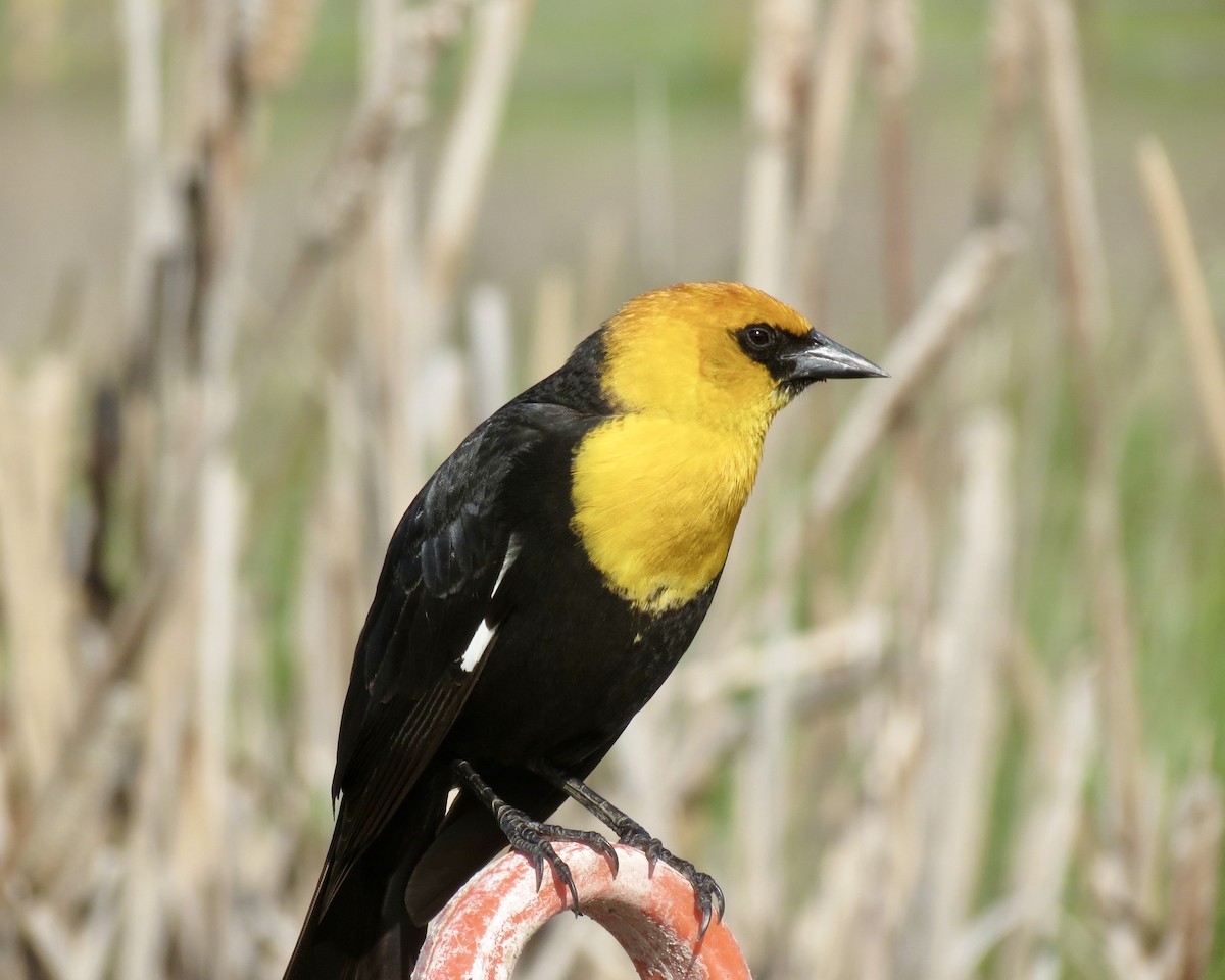 Yellow-headed Blackbird - ML619628364