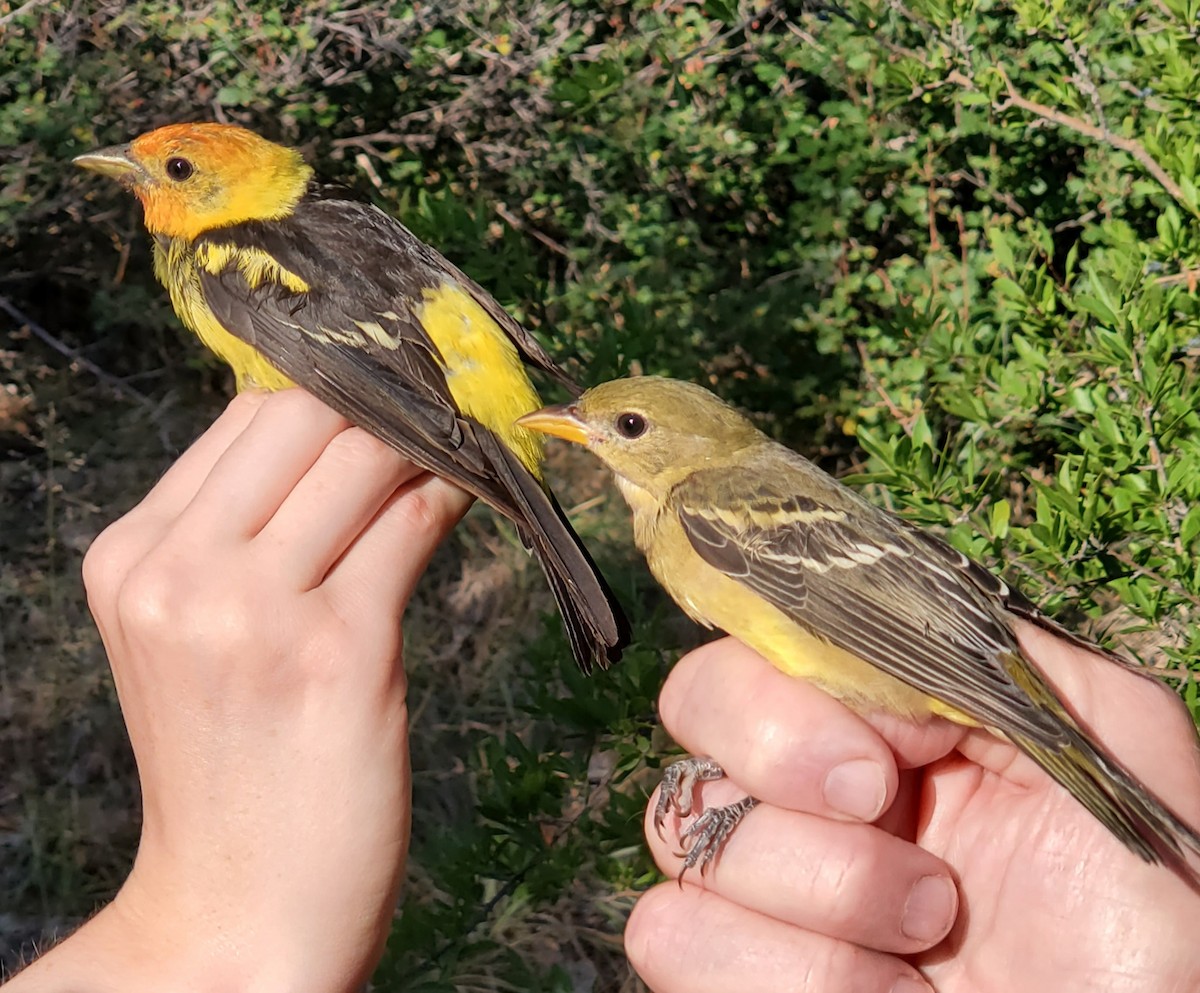 Western Tanager - ML619628377