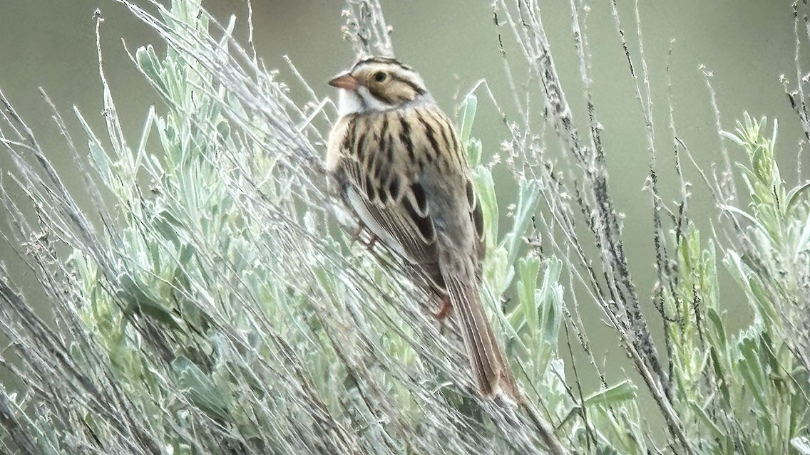 Clay-colored Sparrow - ML619628386