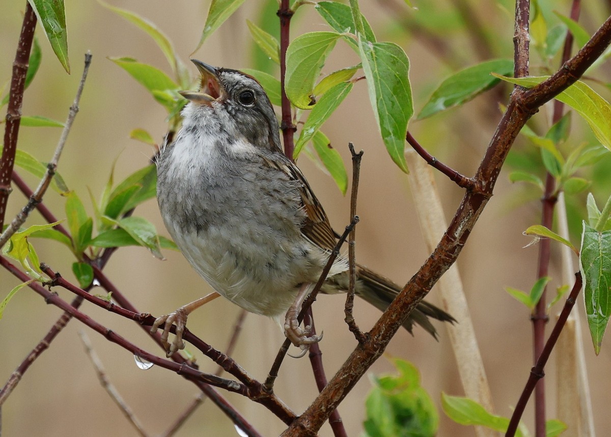 Swamp Sparrow - ML619628419
