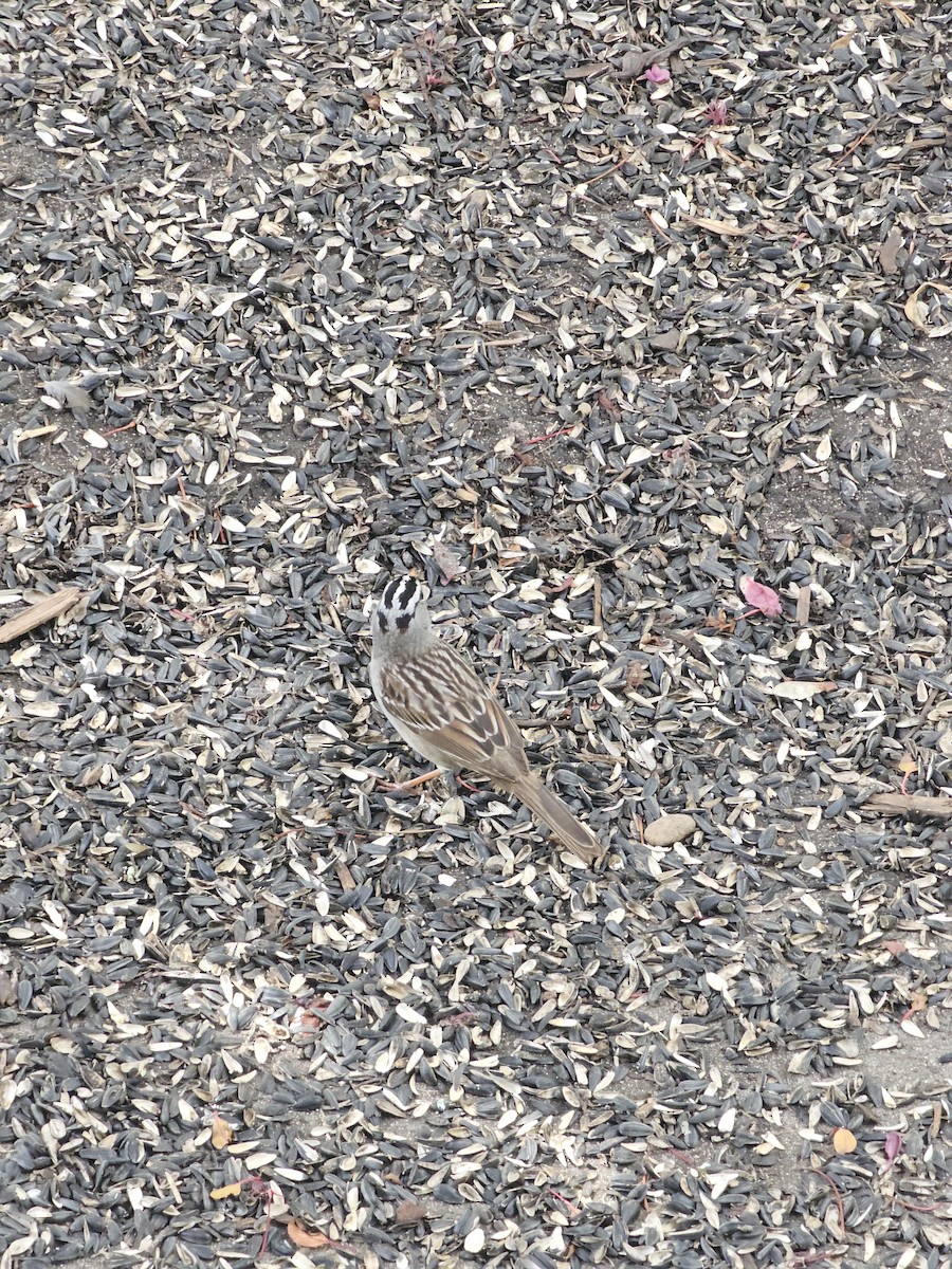 White-crowned Sparrow - ML619628434