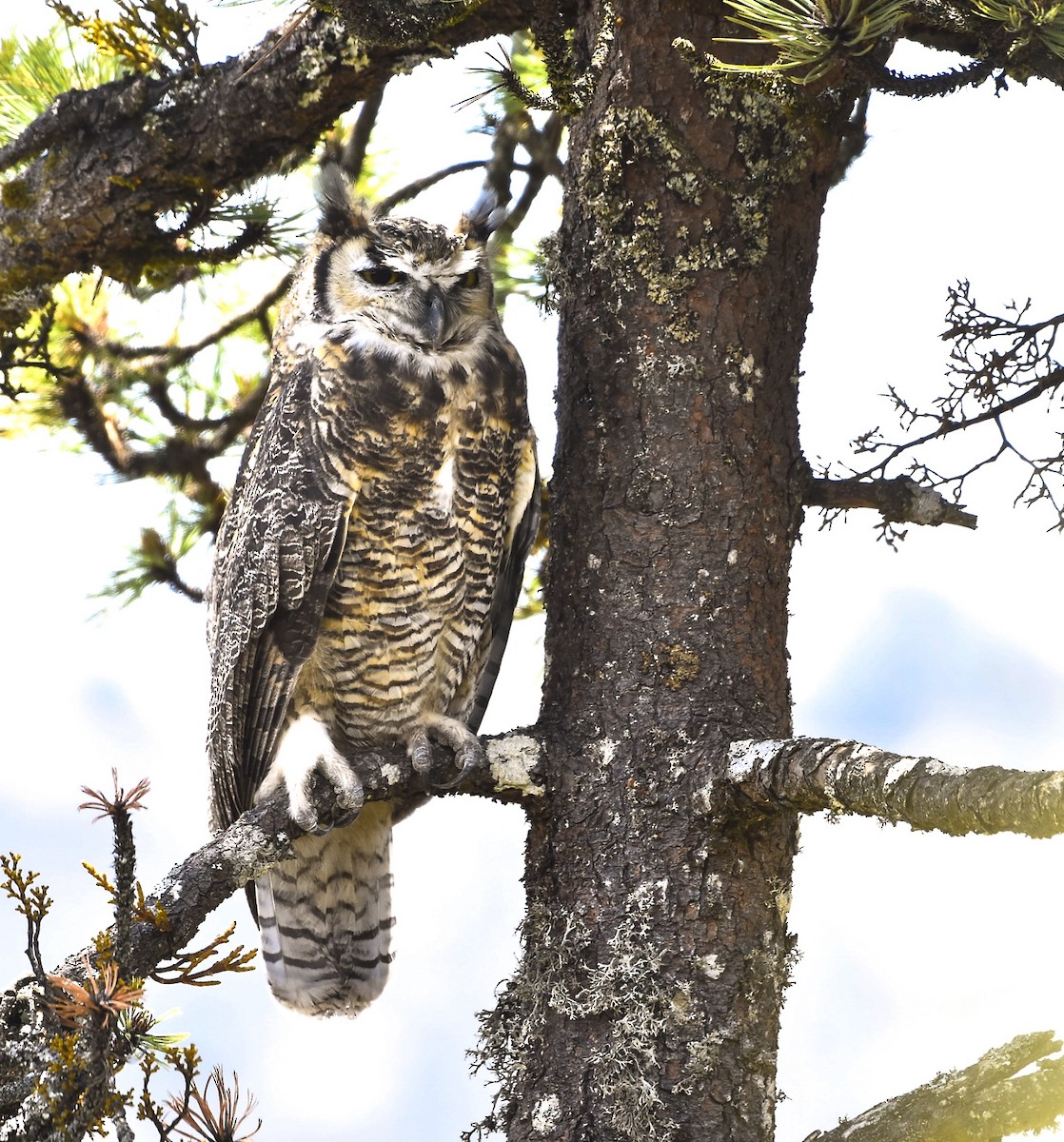 Great Horned Owl - ML619628440