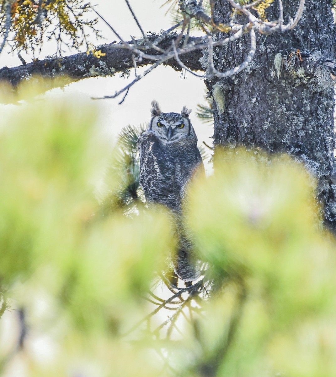 Great Horned Owl - ML619628442