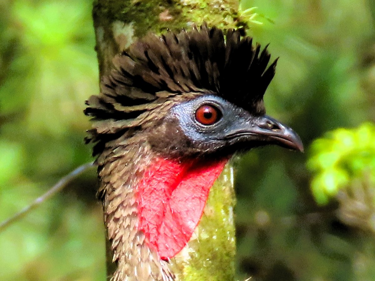 Crested Guan - ML619628445