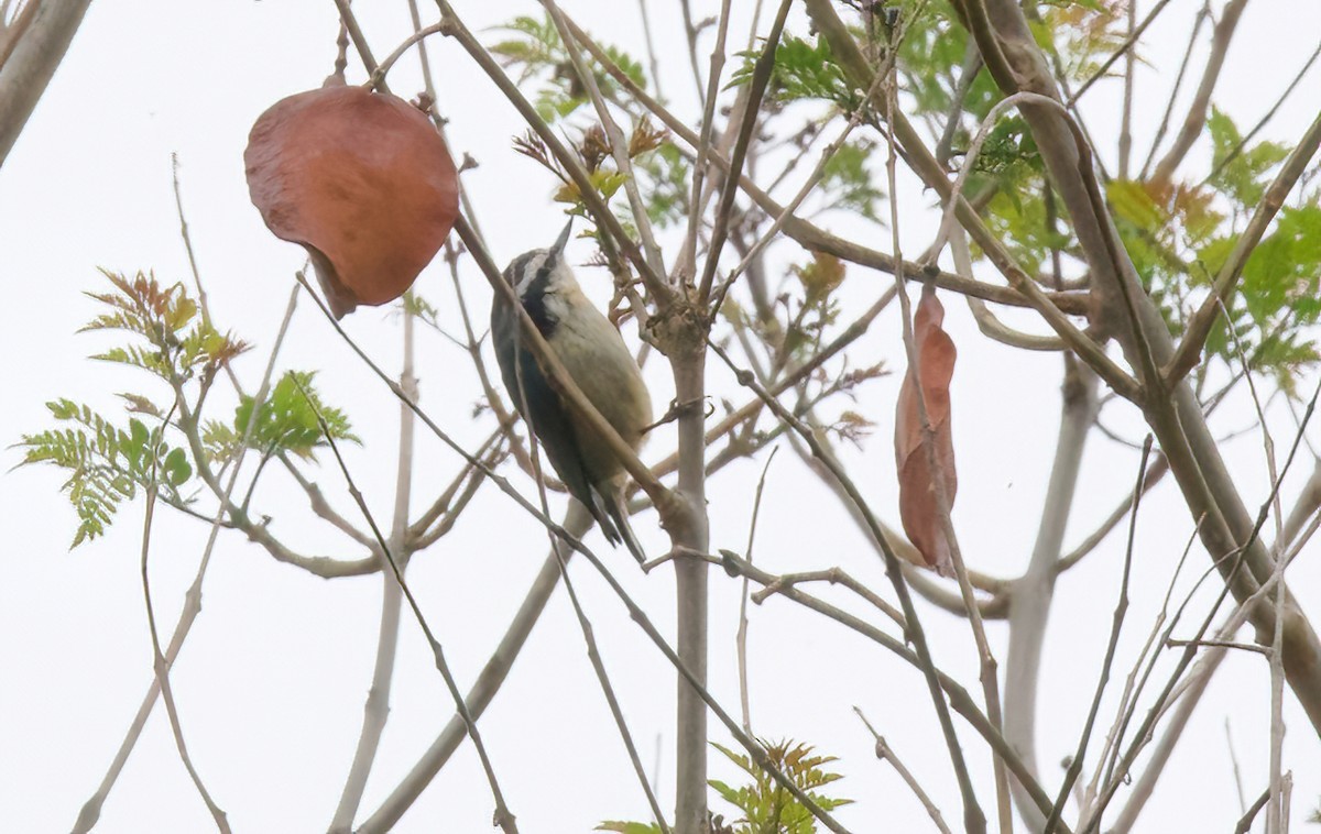 Red-breasted Nuthatch - ML619628495
