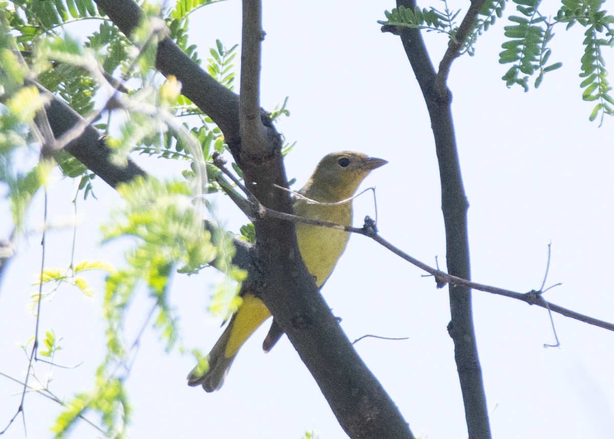 Western Tanager - ML619628618