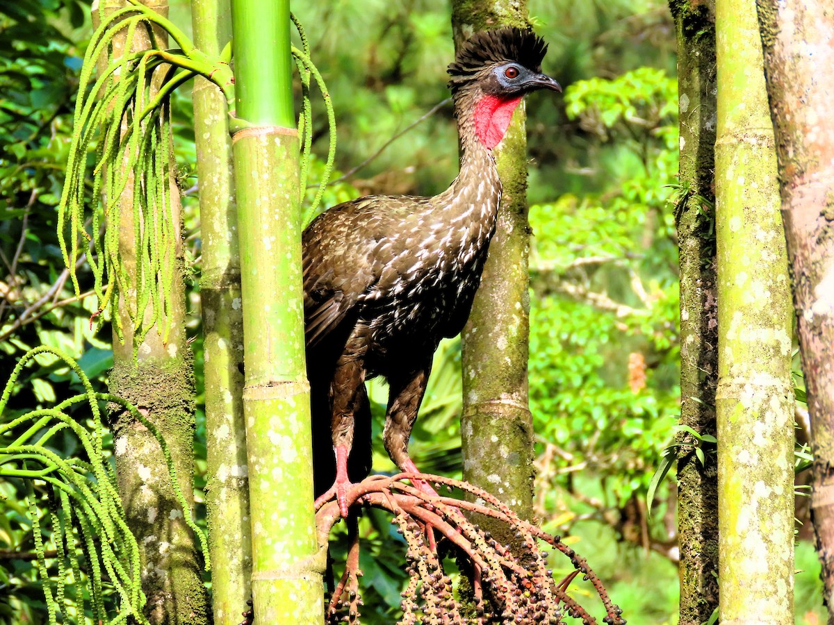 Crested Guan - ML619628648
