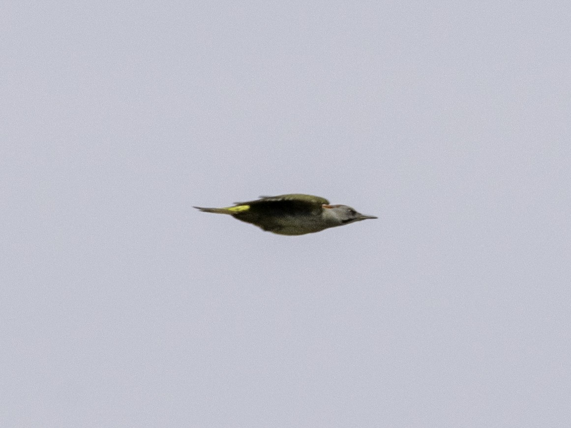 Iberian Green Woodpecker - ML619628665