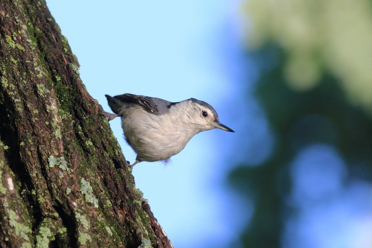 White-breasted Nuthatch - ML619628672