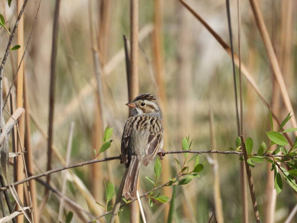 Clay-colored Sparrow - ML619628693