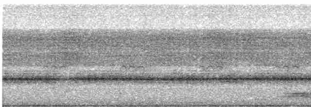 Trogon élégant - ML619628711