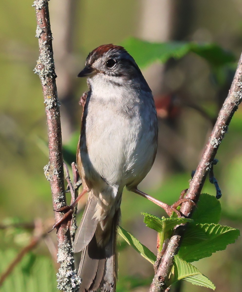 Chipping Sparrow - ML619628727