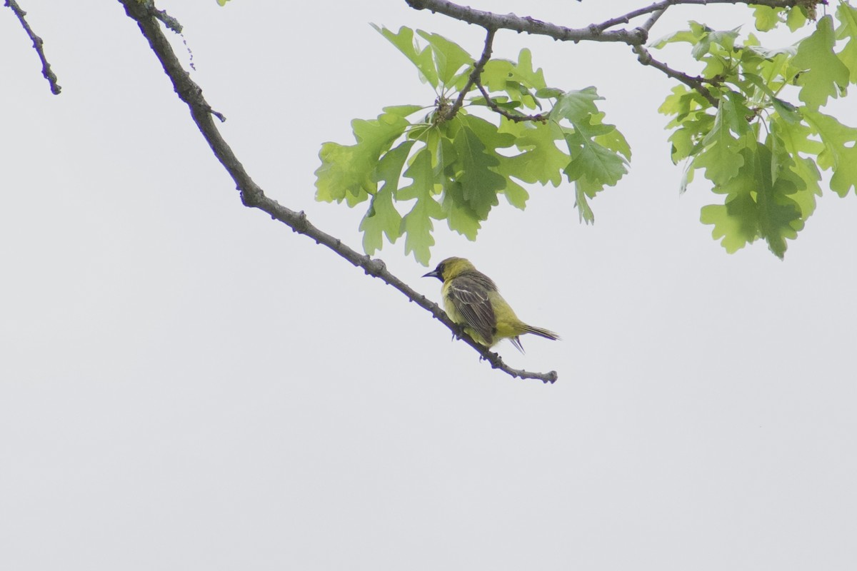 Orchard Oriole - ML619628763