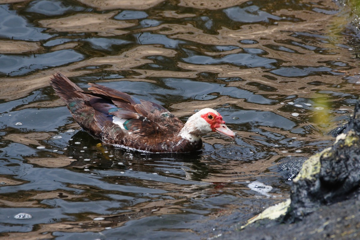 Muscovy Duck (Domestic type) - ML619628815