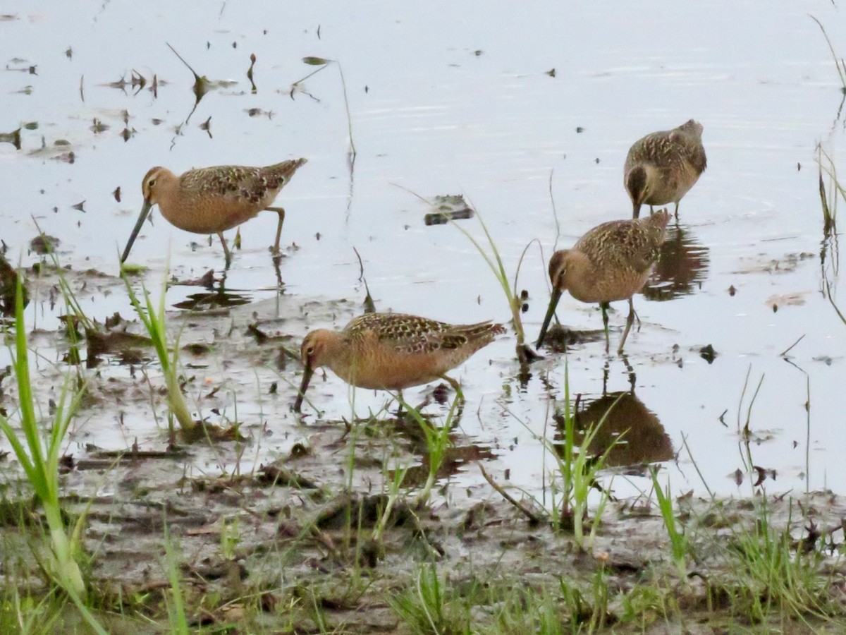 Long-billed Dowitcher - ML619628827