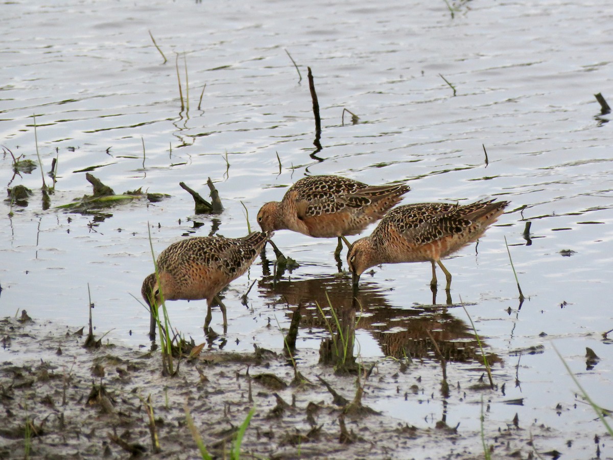 Long-billed Dowitcher - ML619628829