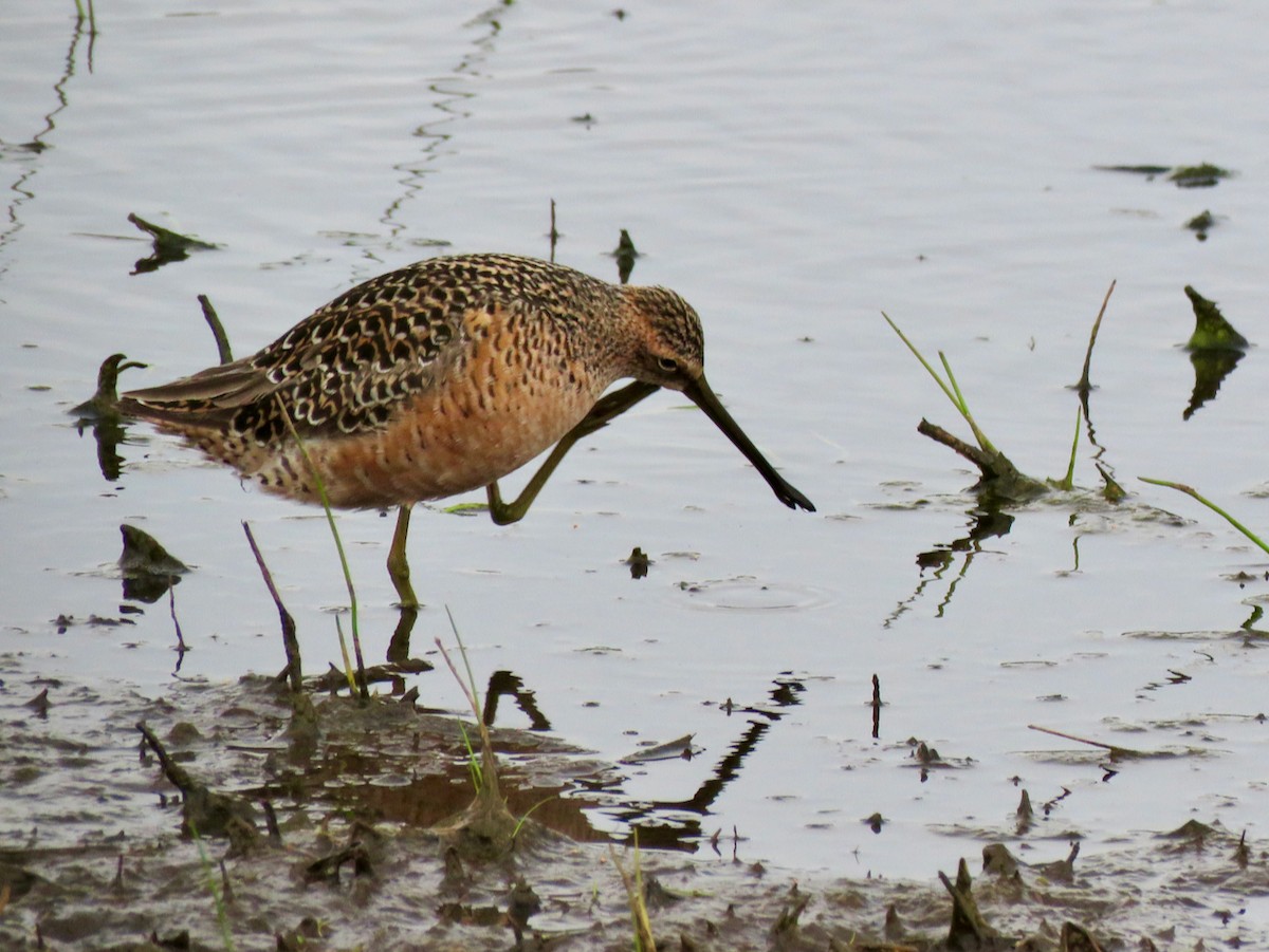 Long-billed Dowitcher - ML619628831