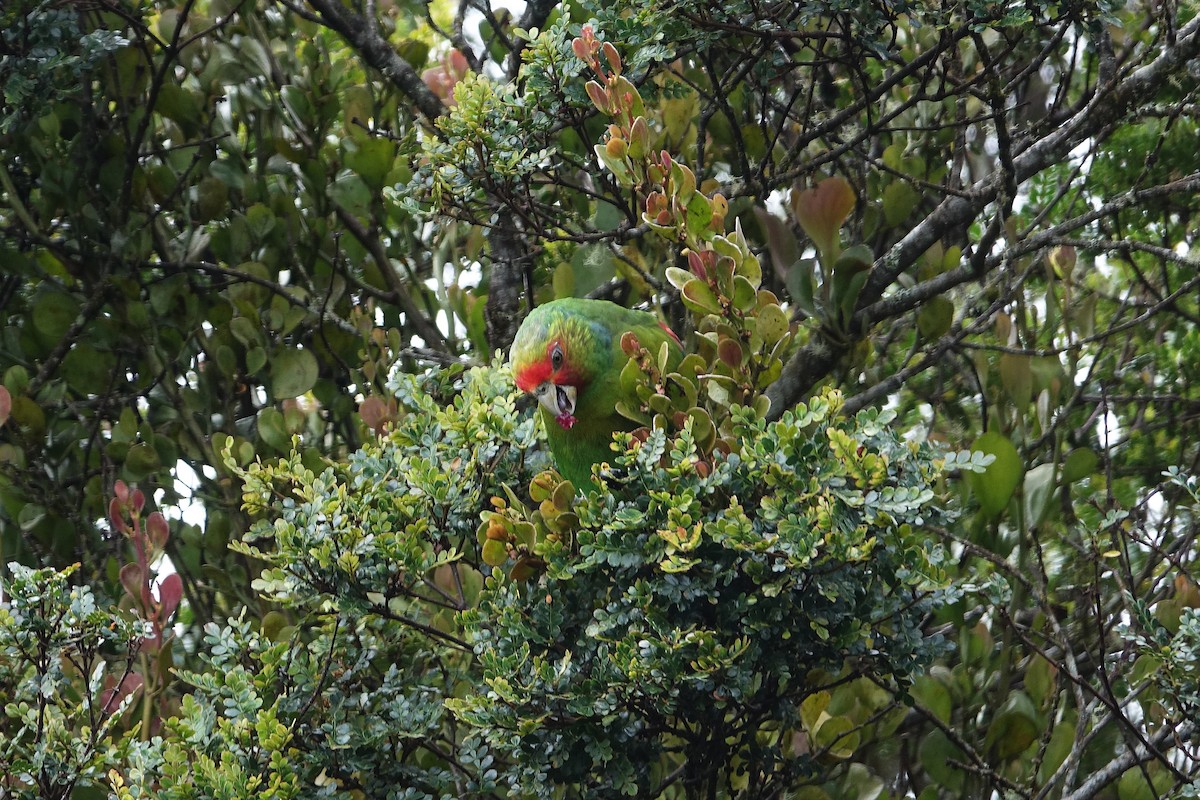 Red-faced Parrot - ML619628843