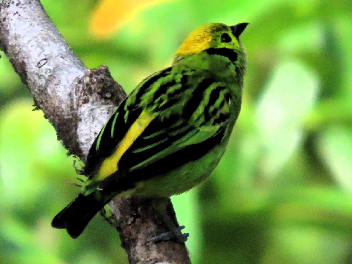 Emerald Tanager - ML619628849