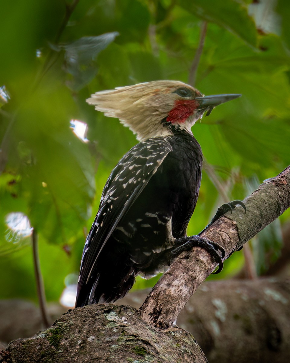 Blond-crested Woodpecker - ML619628867