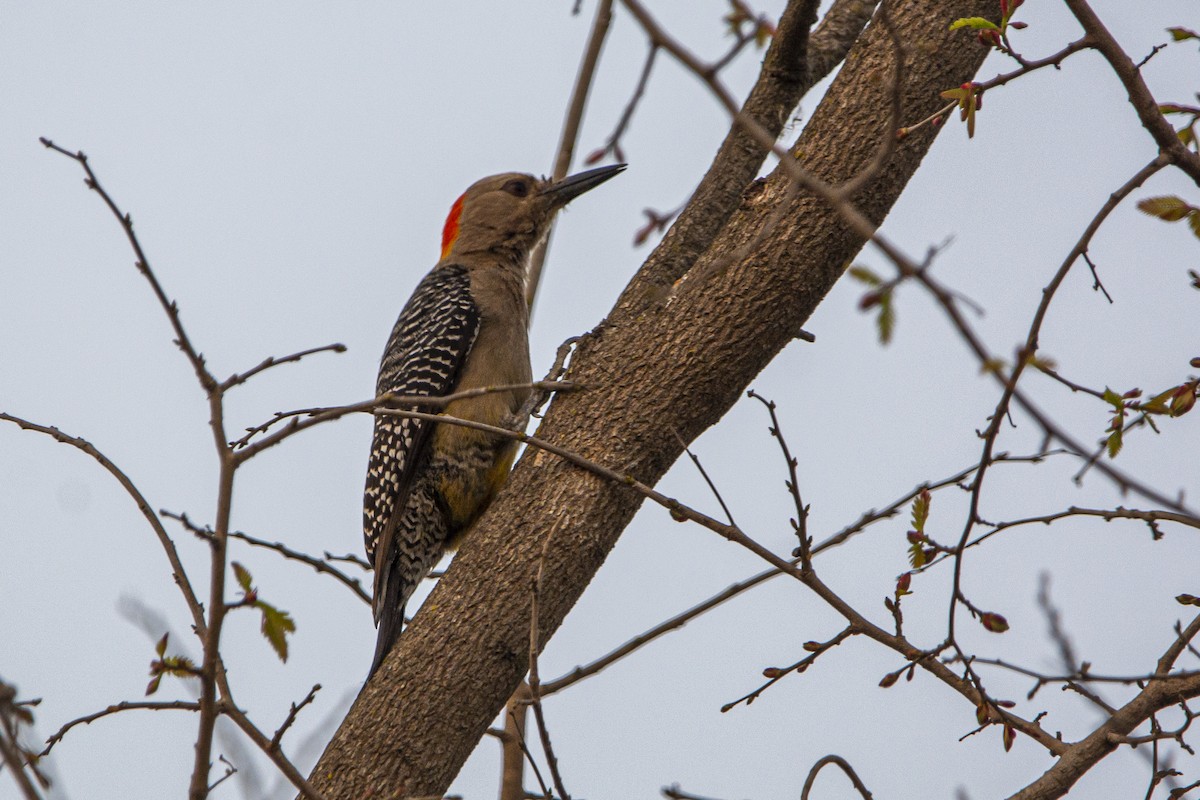 Golden-fronted Woodpecker - ML619628913