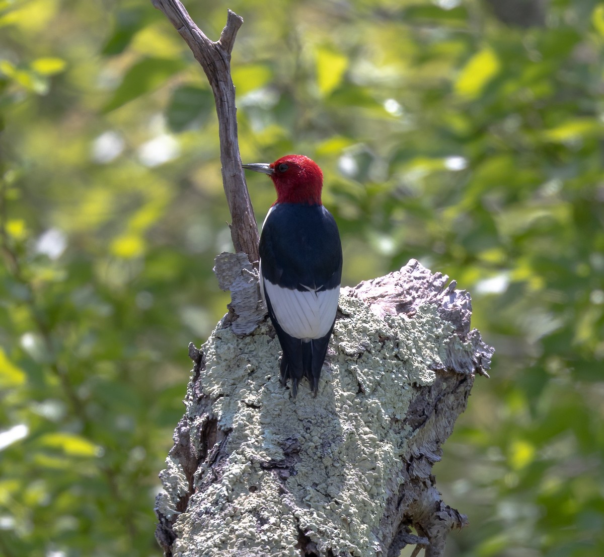 Red-headed Woodpecker - ML619628954